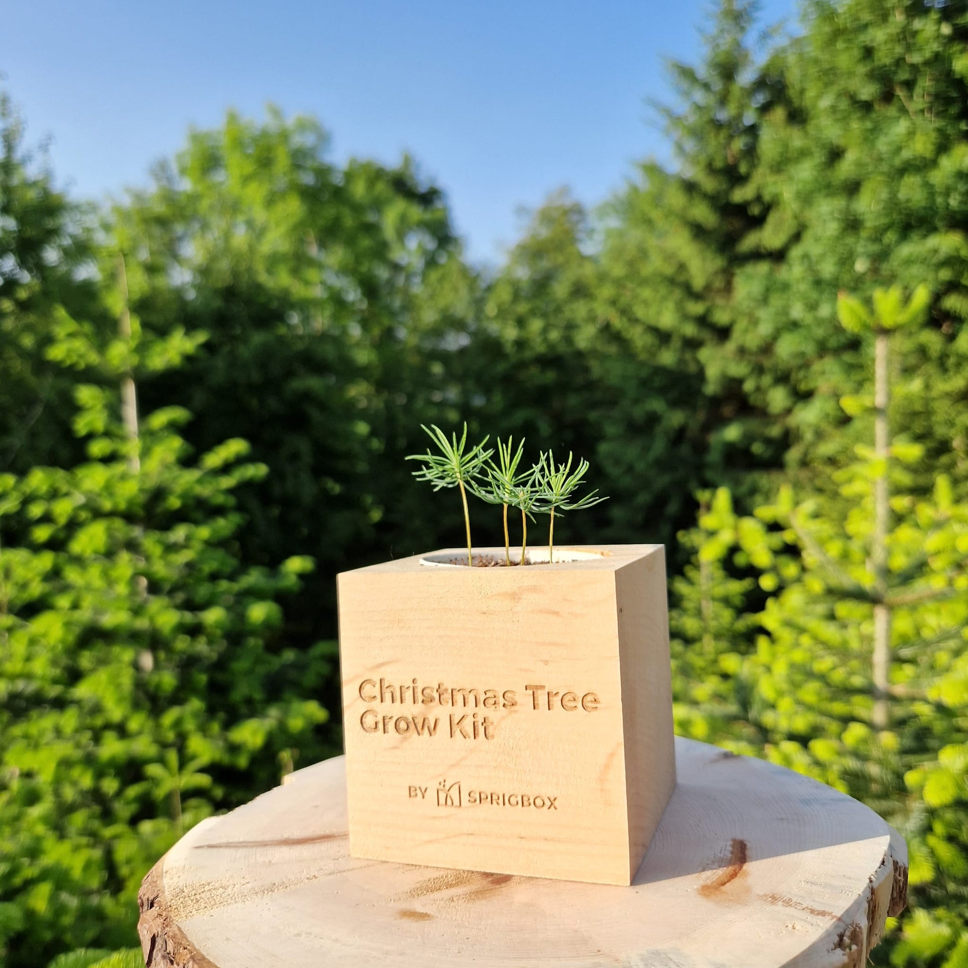 Grow Kit - Christmas Tree - Sprigbox