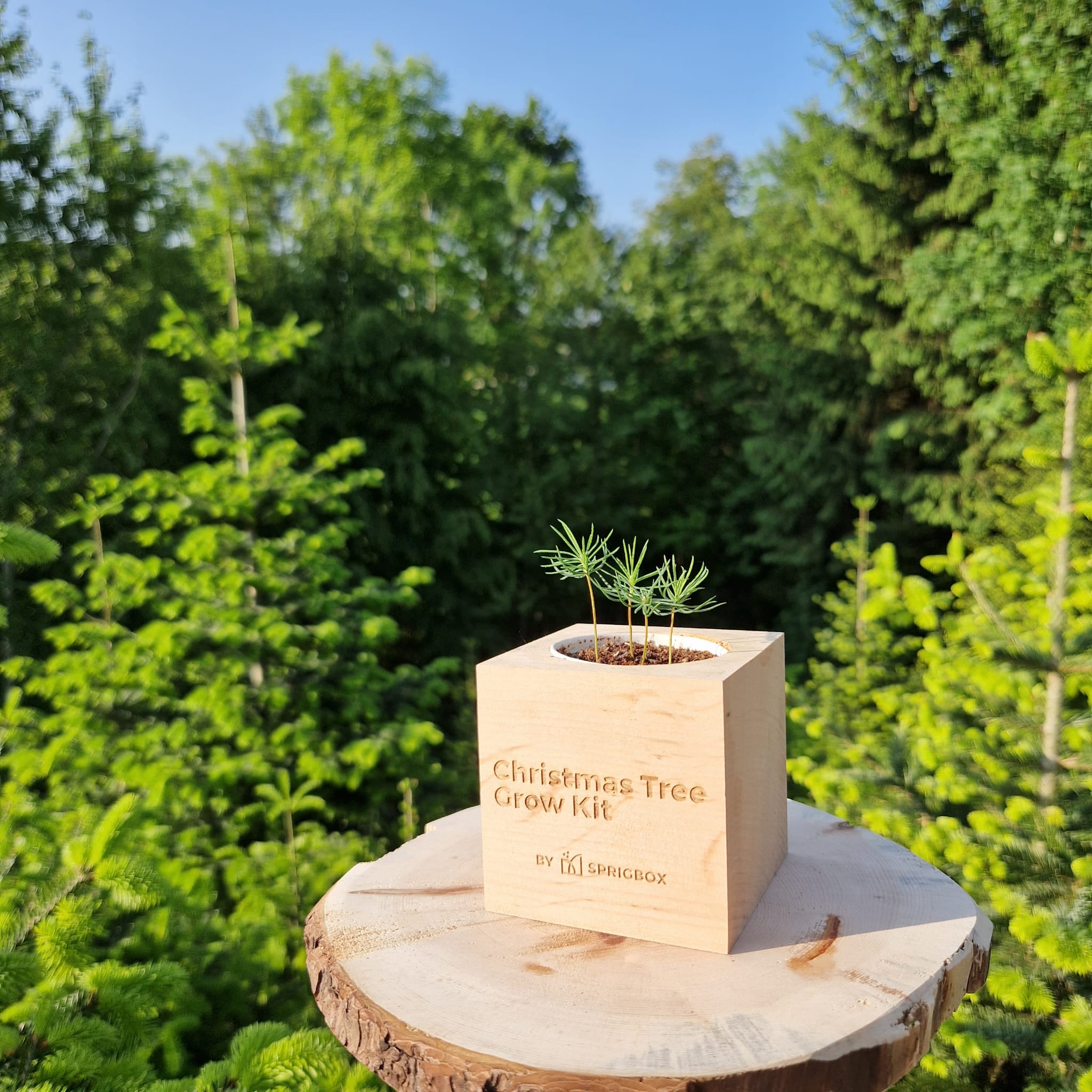 Grow Kit - Christmas Tree - Sprigbox