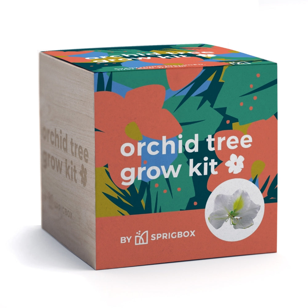 Orchid Tree Grow Kit