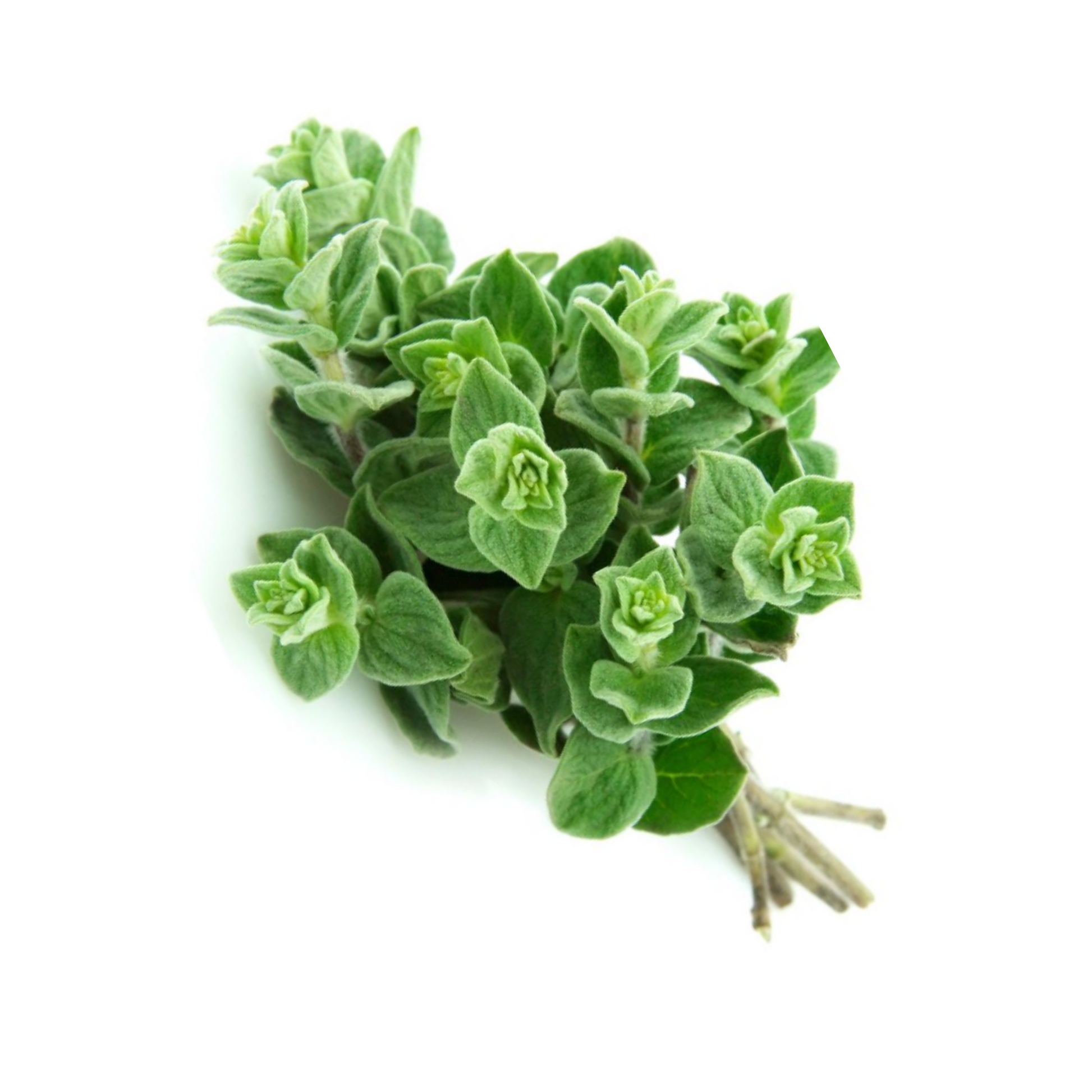 Grow Kit - Oregano - Sprigbox