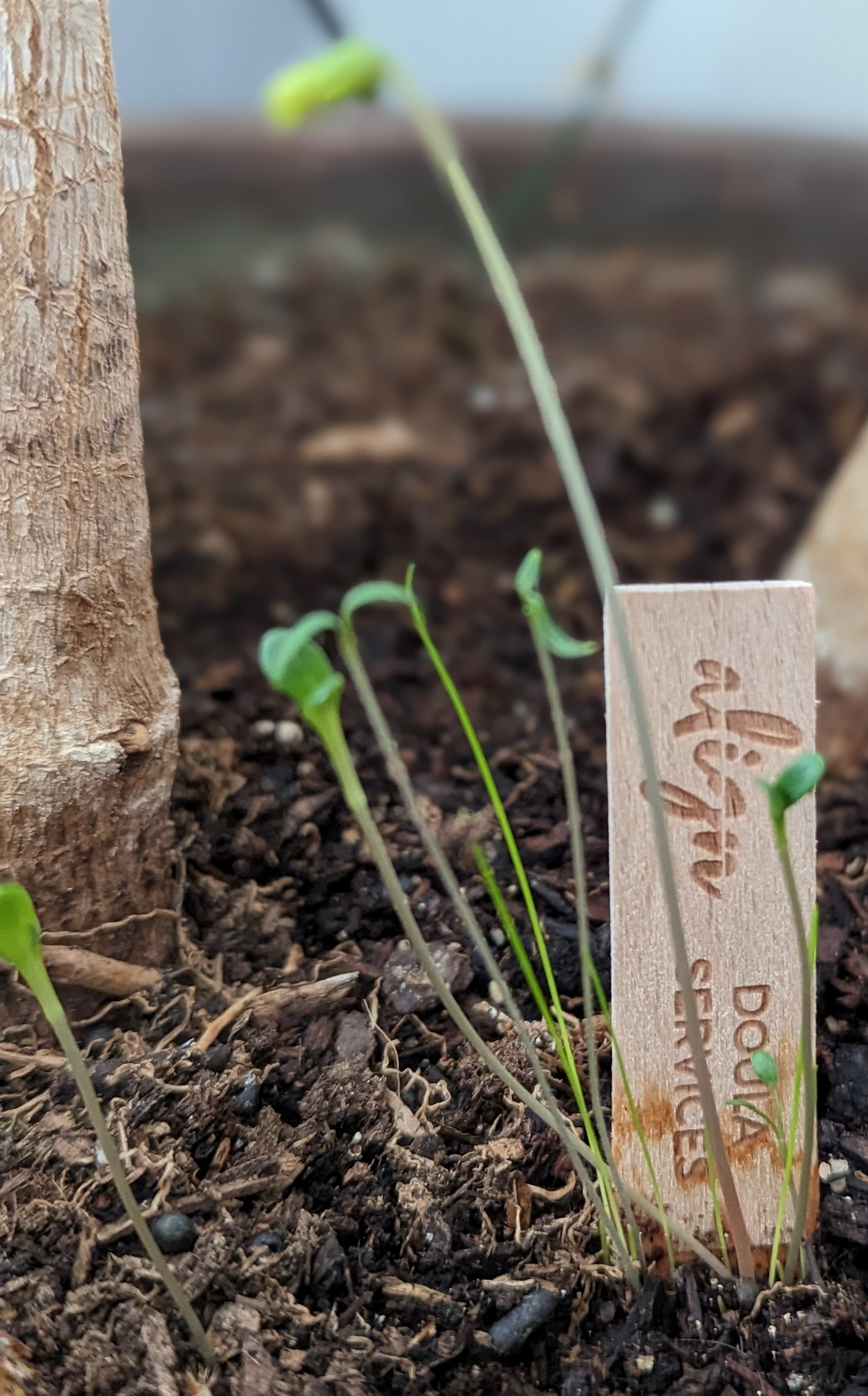 Custom - Garden Seed Card
