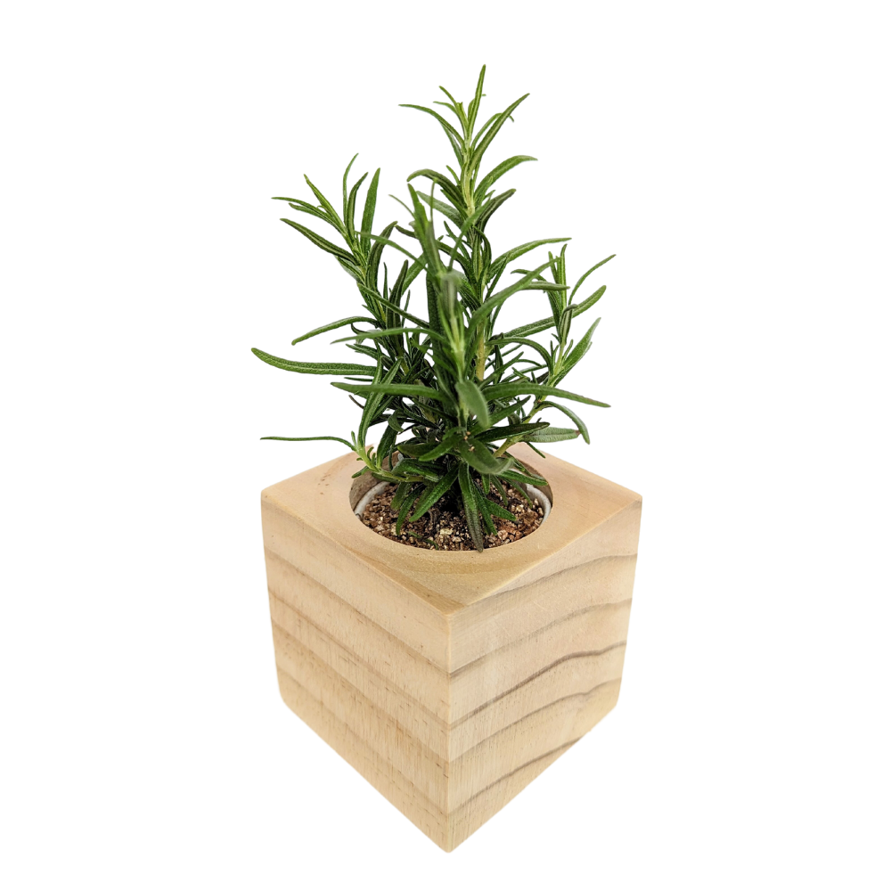Grow Kit - Rosemary