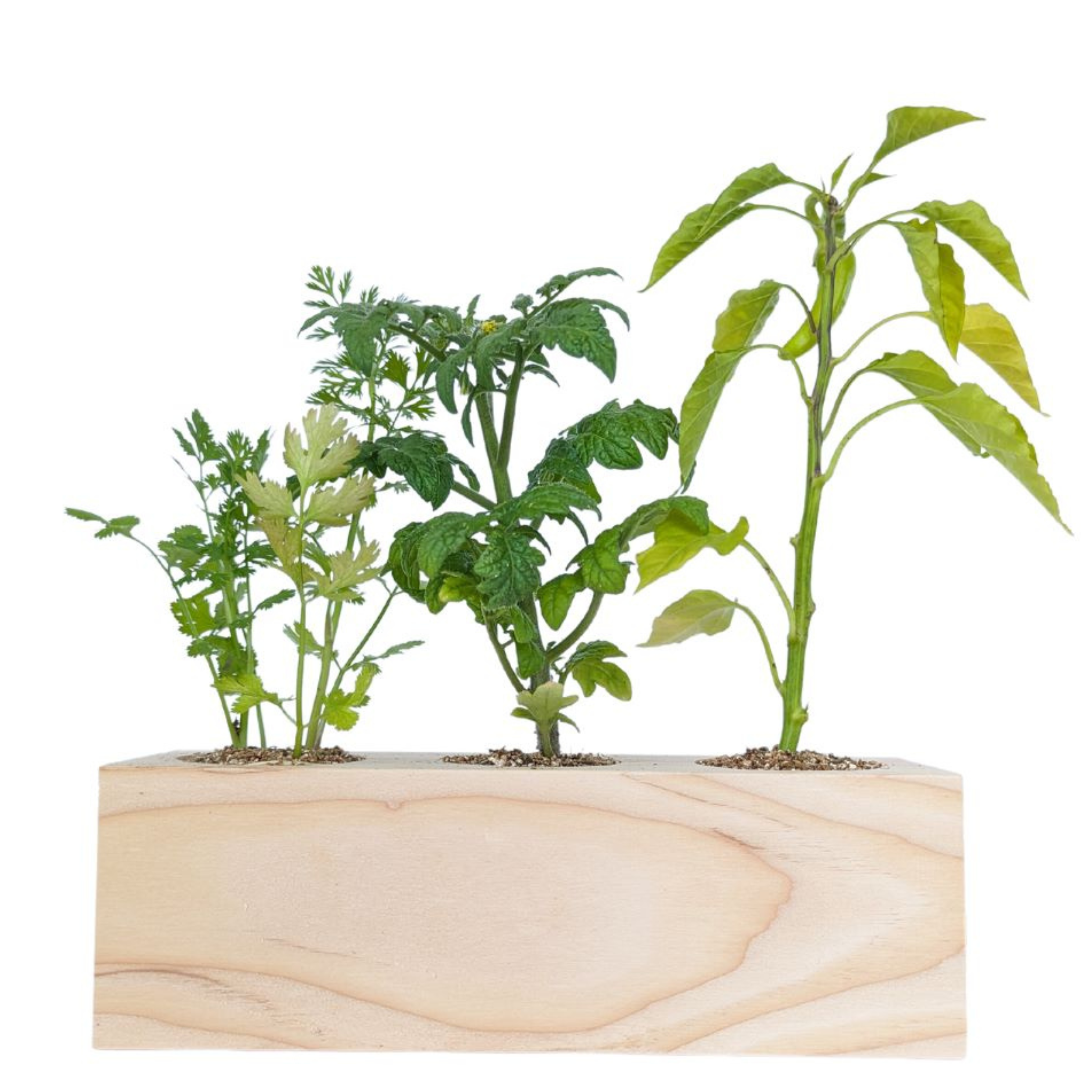 Starter Kit - Salsa Garden - Sprigbox