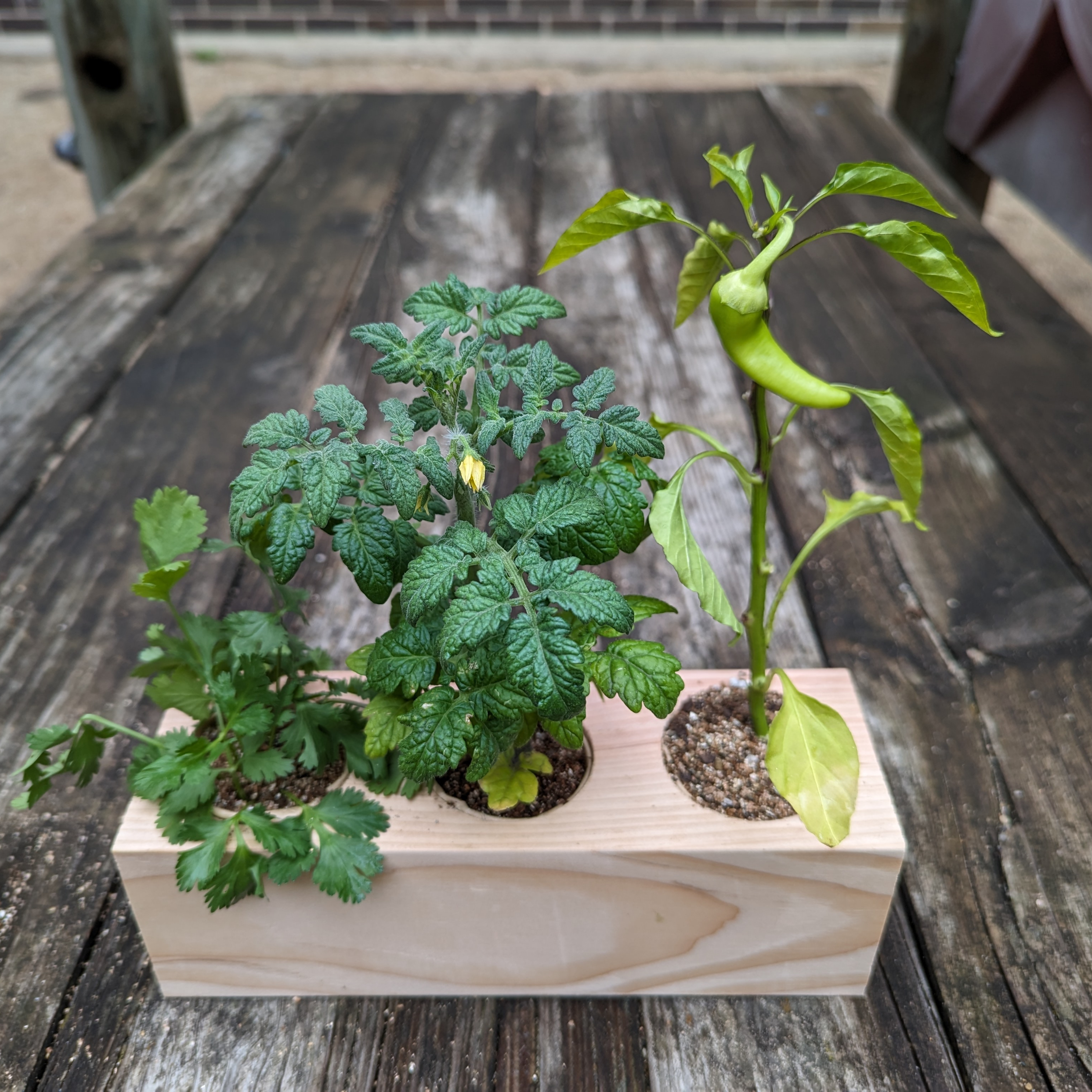 Starter Kit - Salsa Garden - Sprigbox