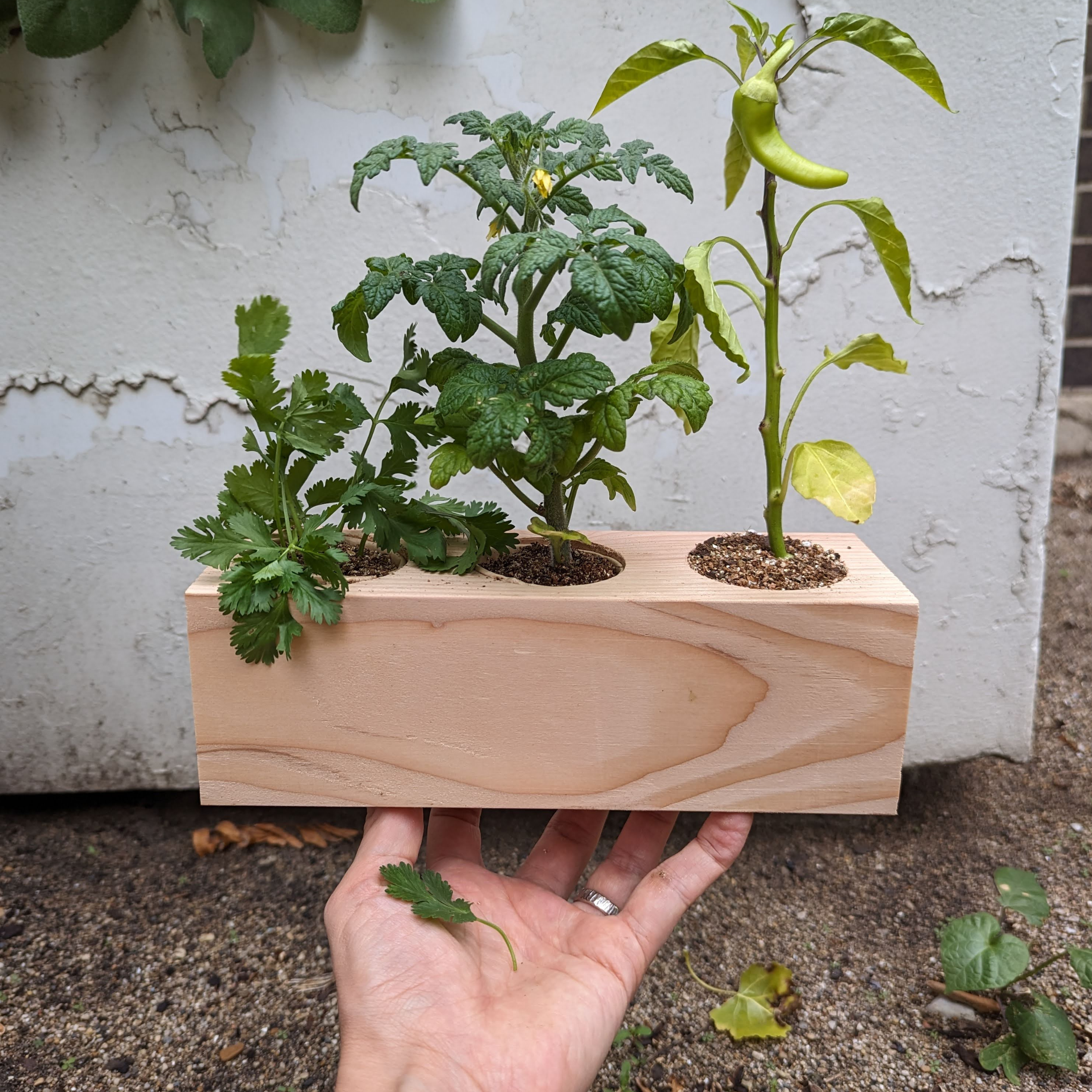 Starter Kit - Salsa Garden - Sprigbox