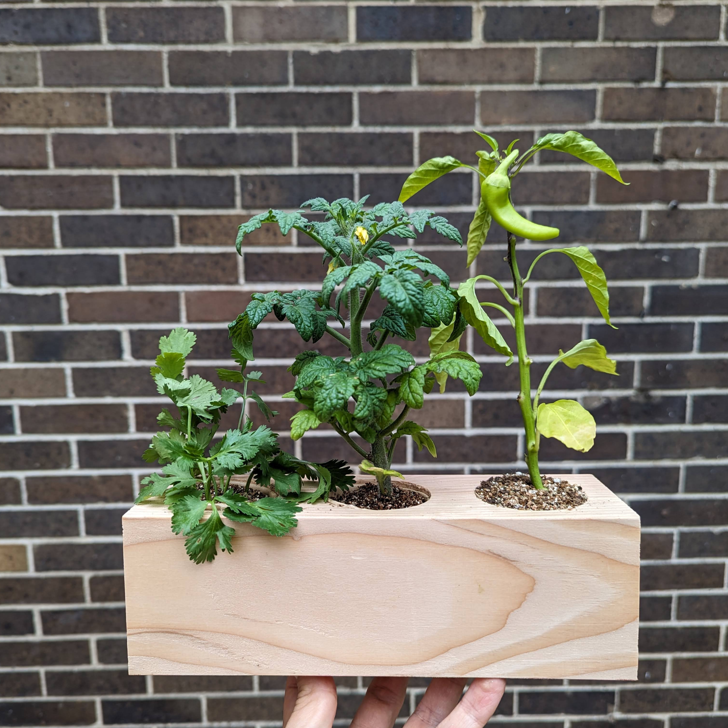 Starter Kit - Salsa Garden - Sprigbox