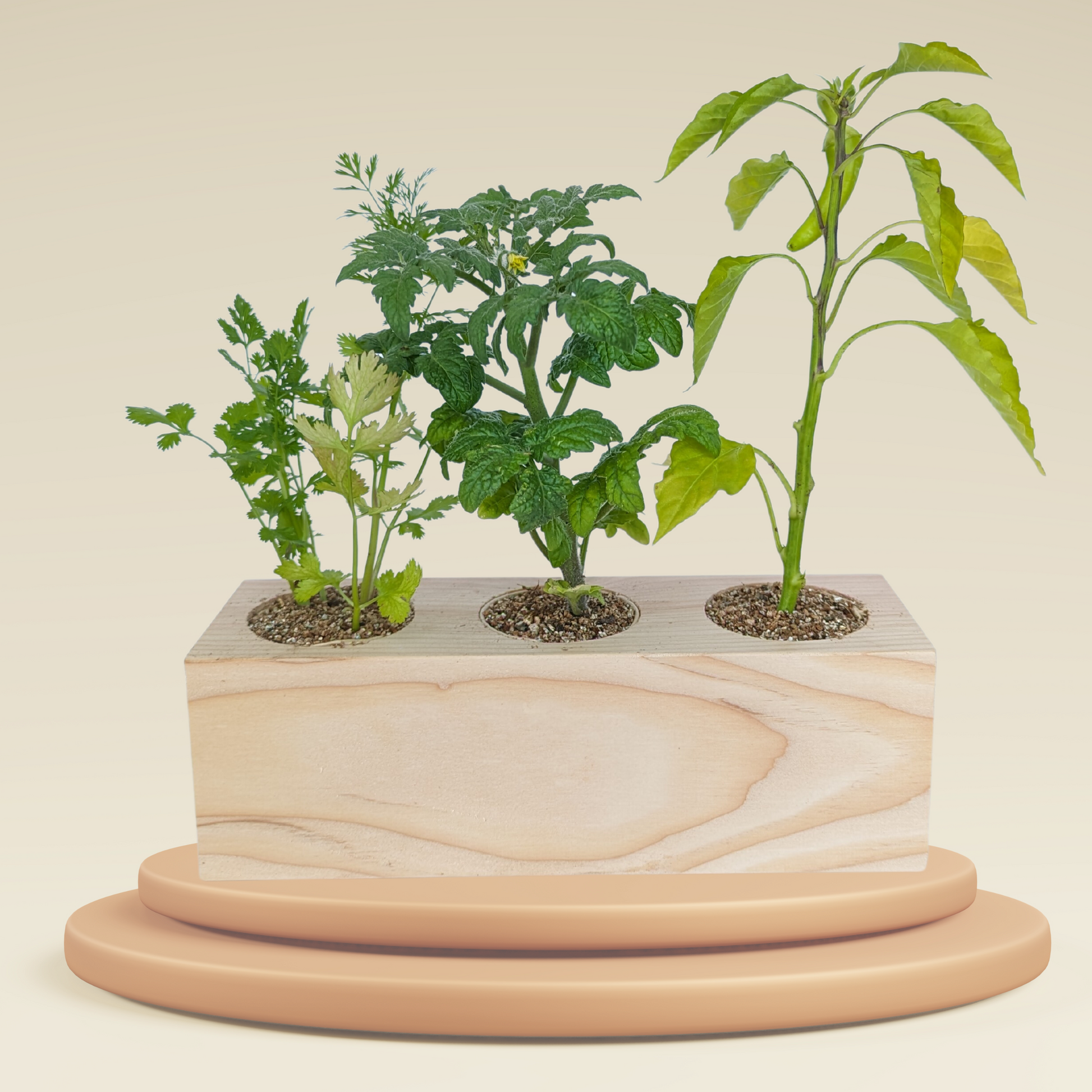 Starter Kit - Salsa Garden - Sprigbox