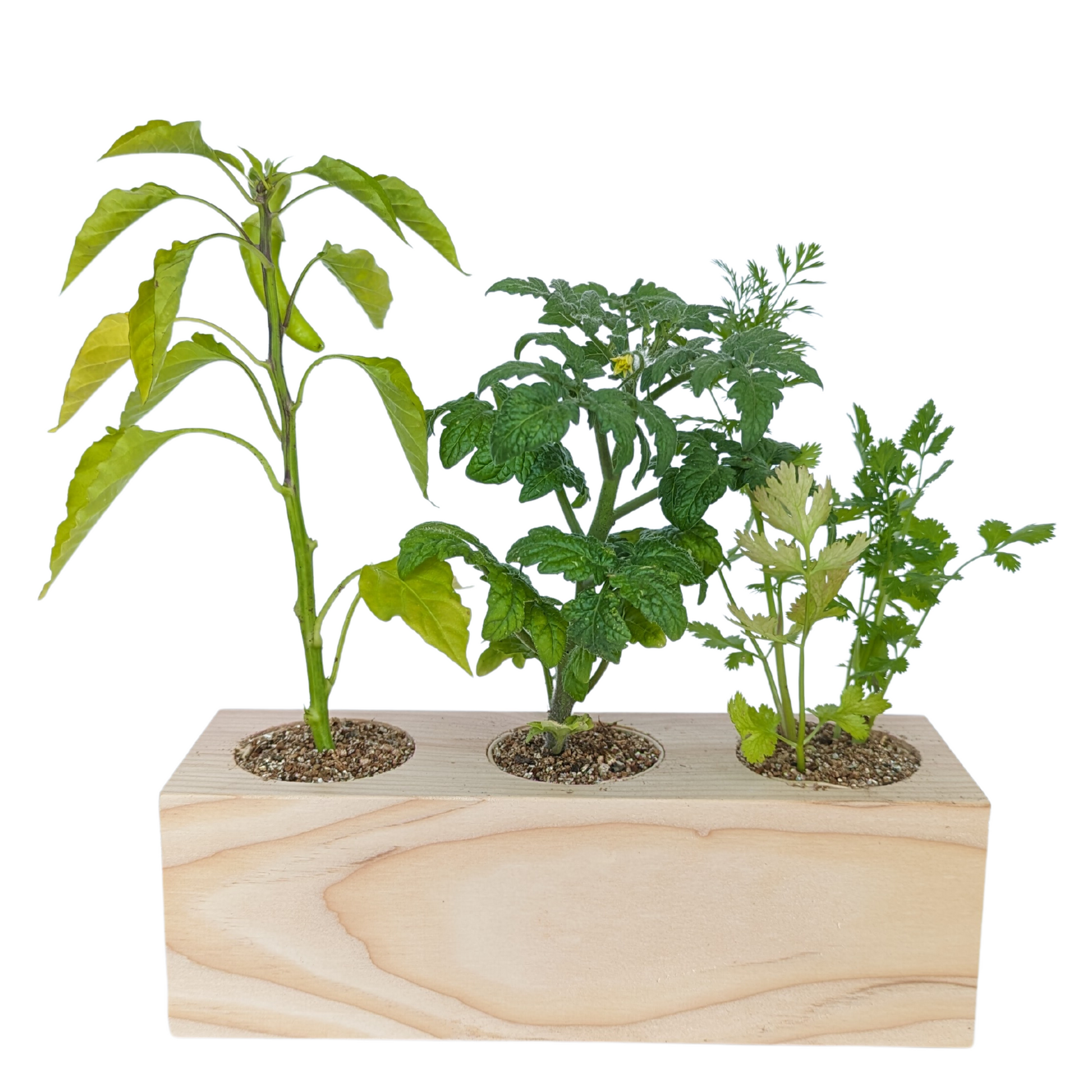 Starter Kit - Salsa Garden - Sprigbox