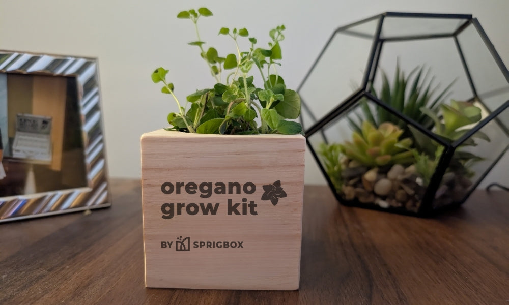 プレシャスメモリーズ 新品未開封 ケムリクサ box 20パック入 Grow Kit - Mimosa – Sprigbox