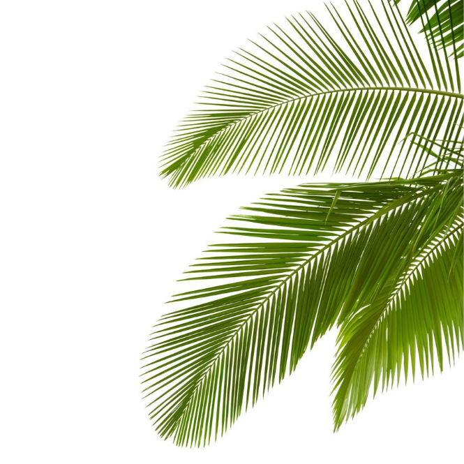 Grow Kit - Palm Tree - Sprigbox