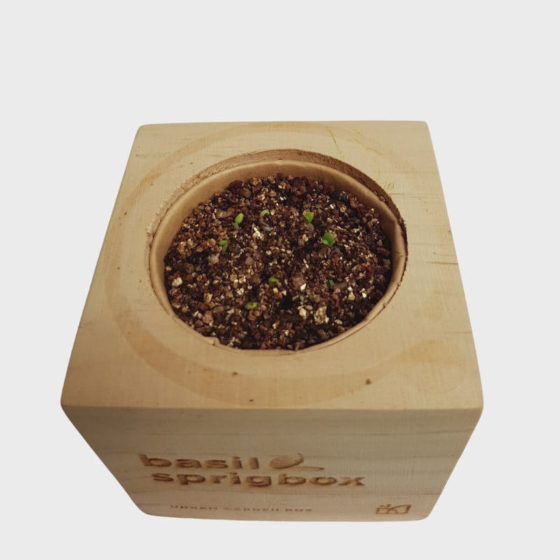 Load video: Sprigbox Grow Kit Growth Series