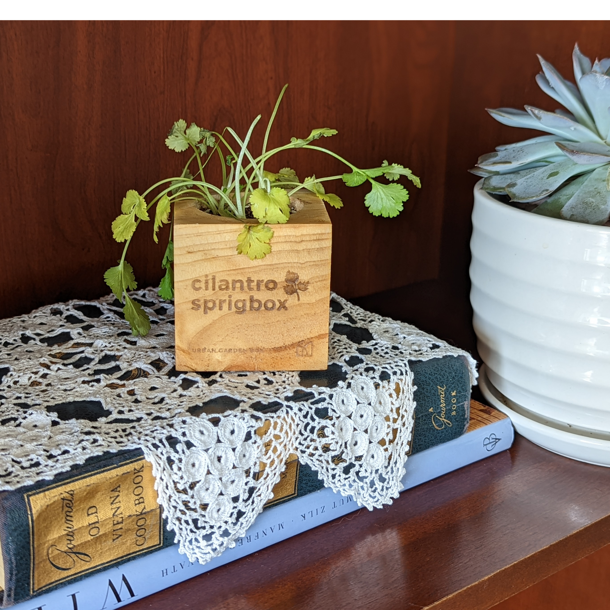 Grow Kit - Cilantro - Sprigbox