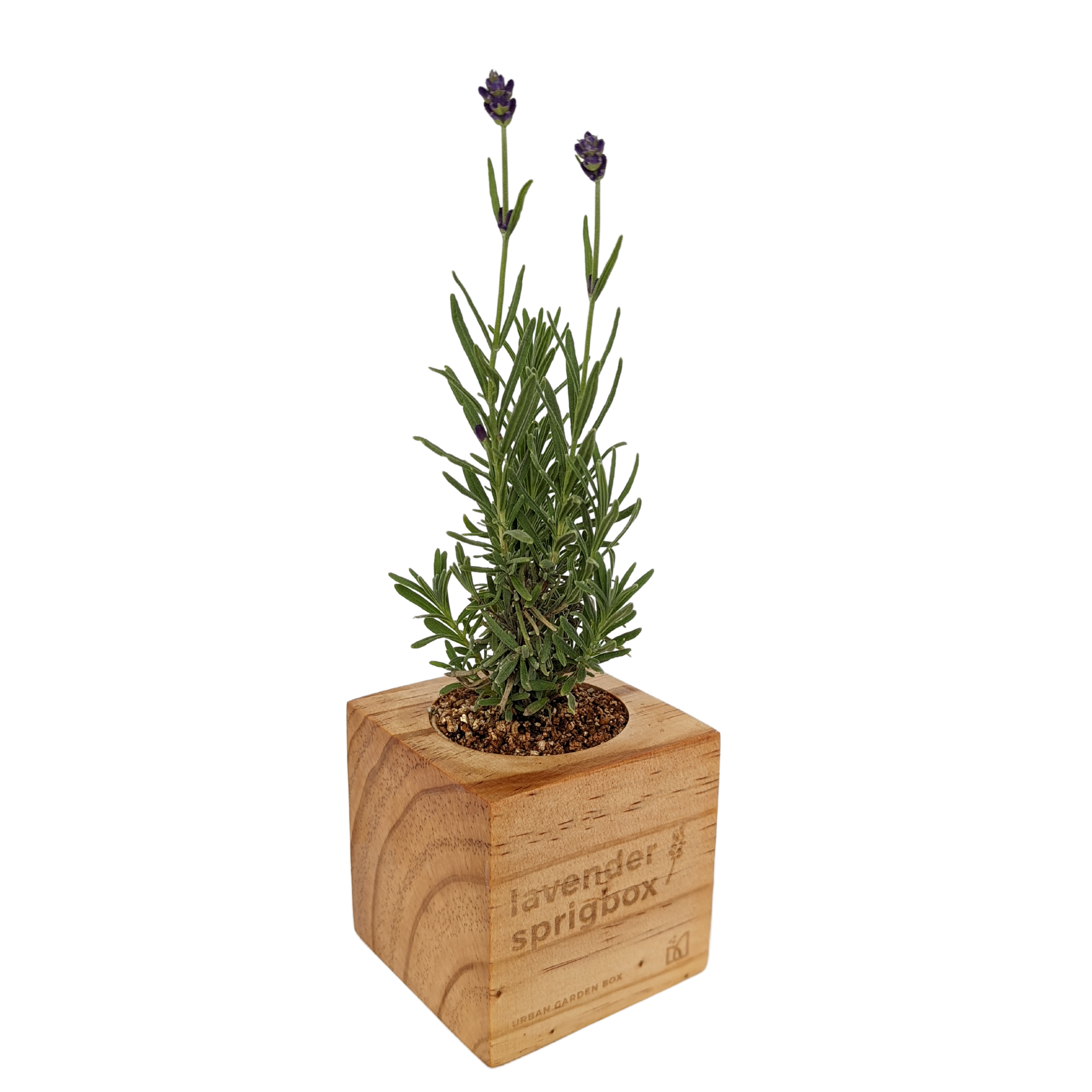 Grow Kit - Lavender - Sprigbox
