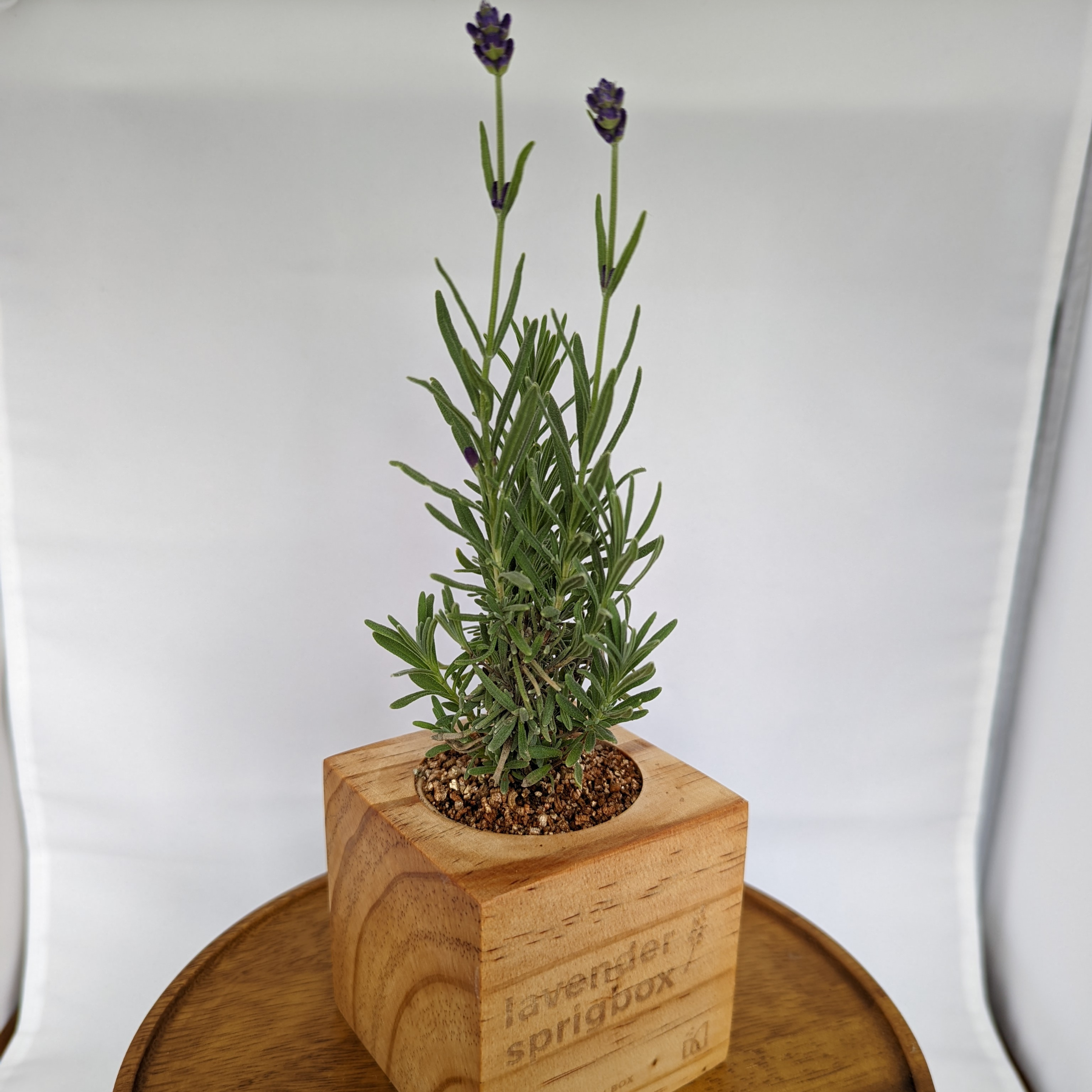 Grow Kit - Lavender - Sprigbox