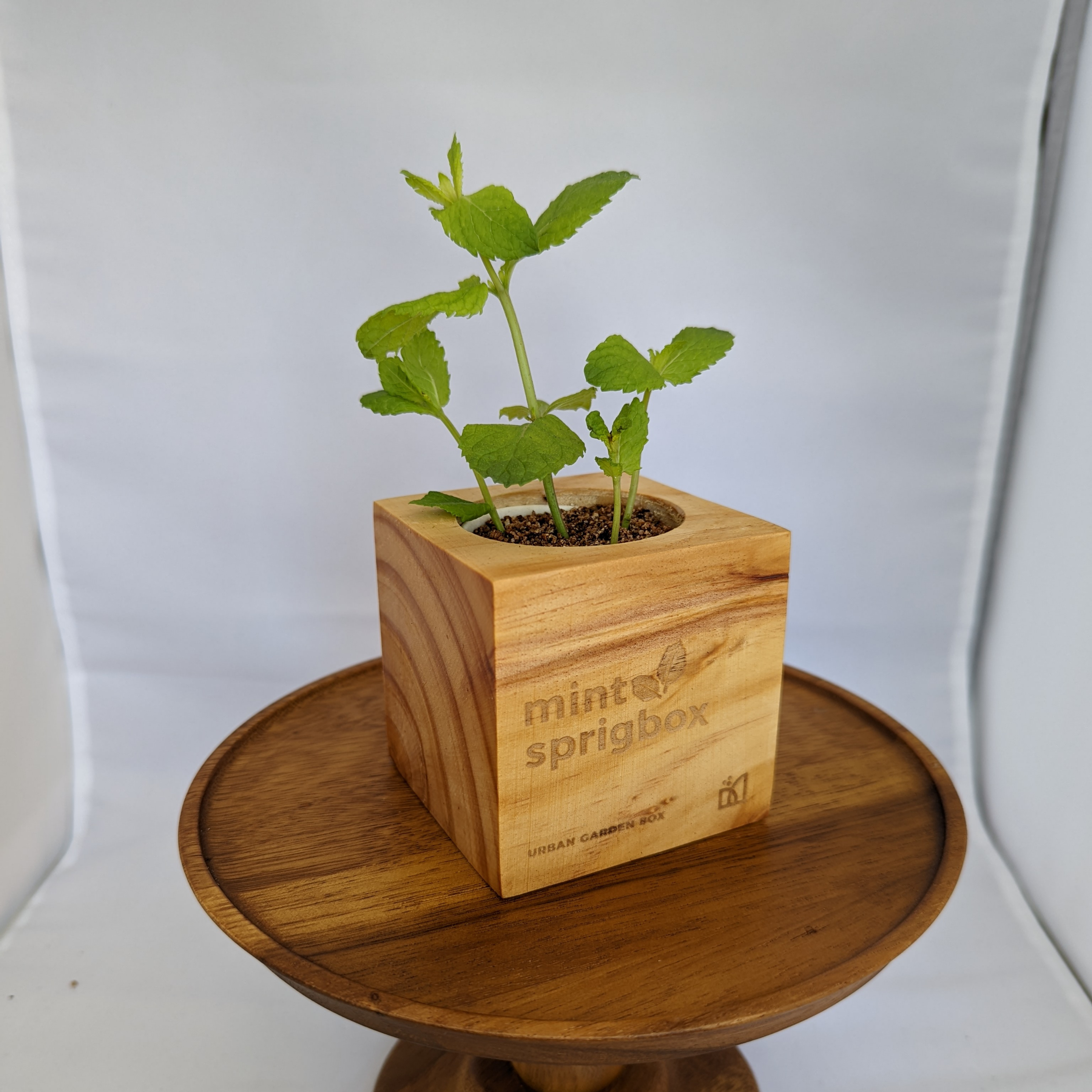 Grow Kit - Mint - Sprigbox