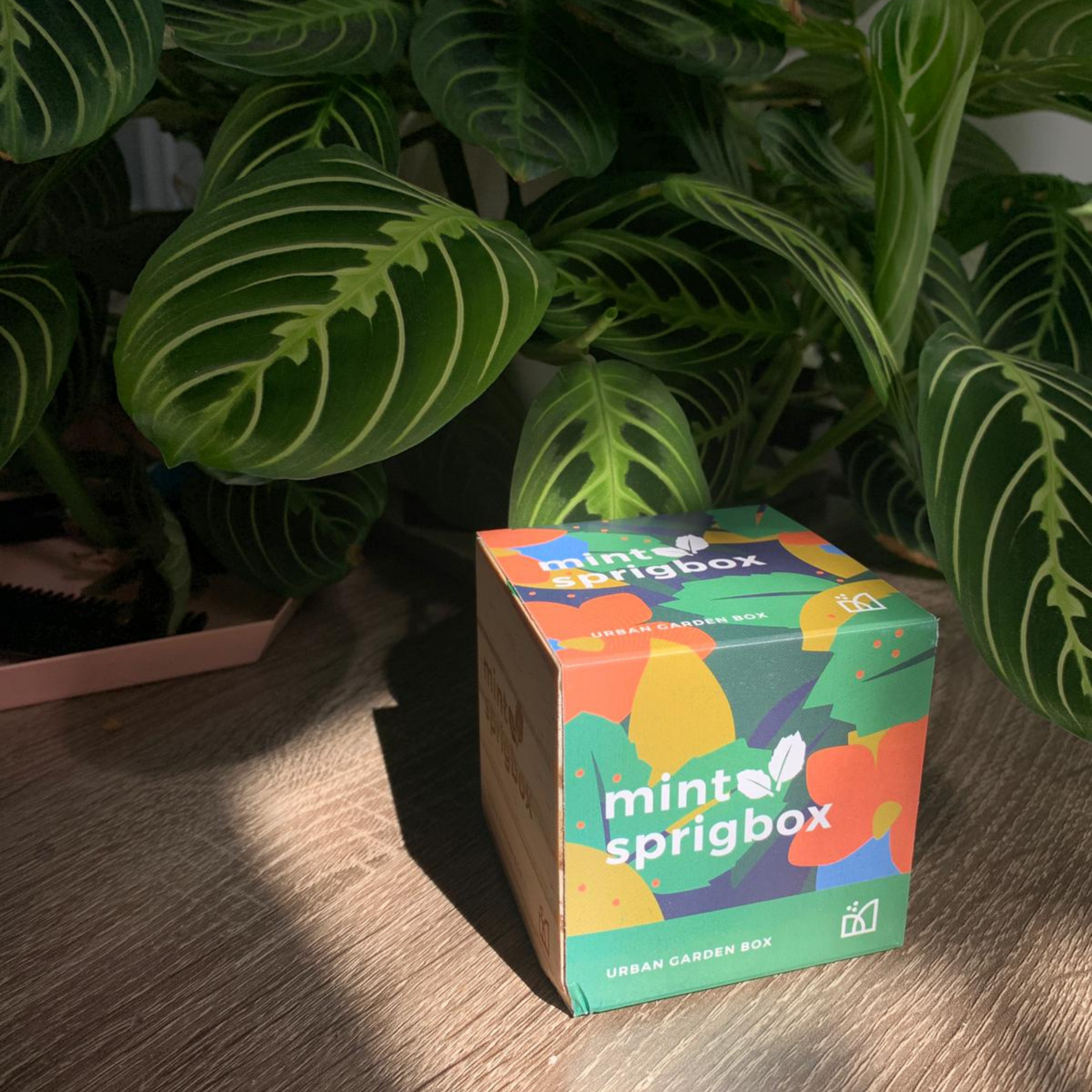 Grow Kit - Mint - Sprigbox