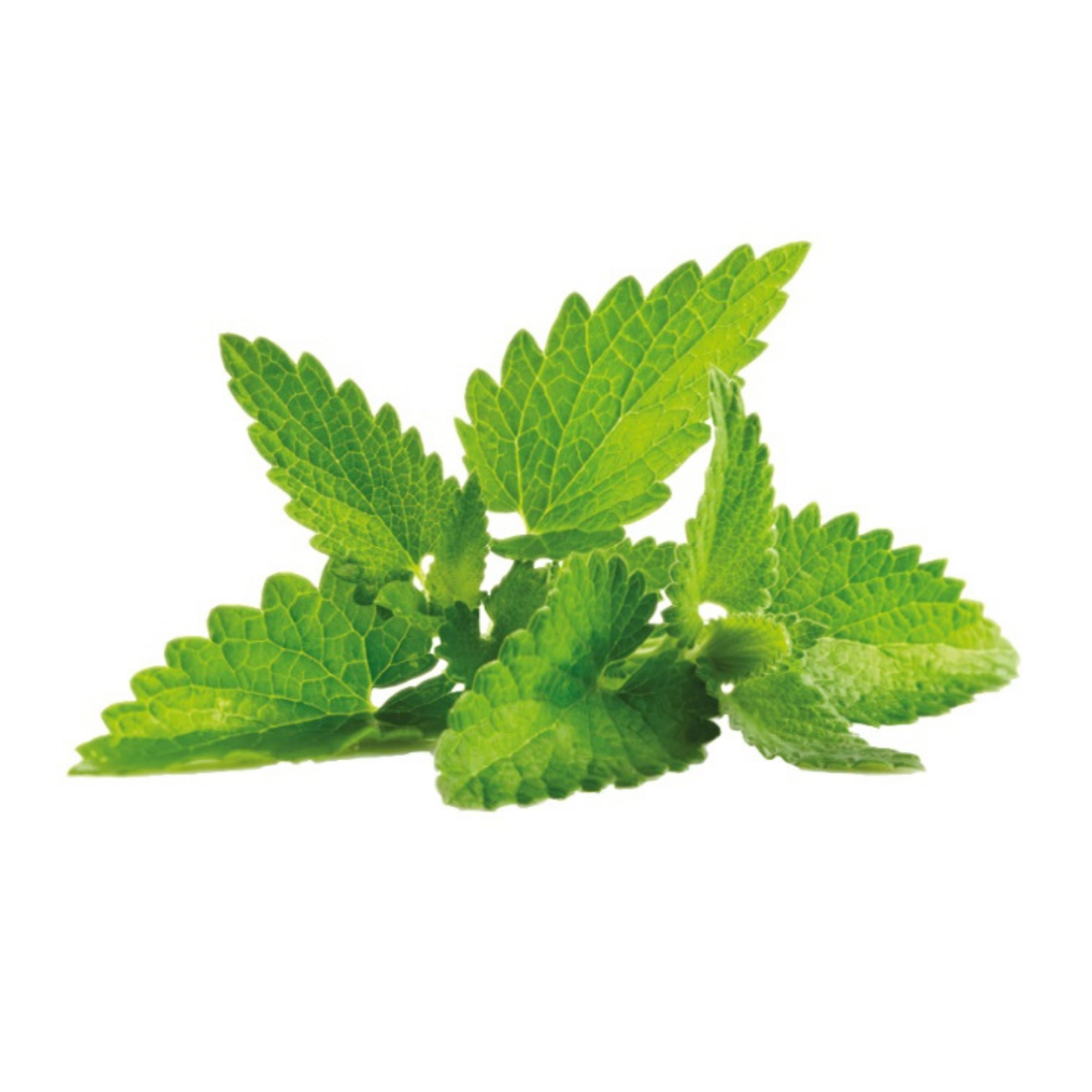 Grow Kit - Mint - Sprigbox
