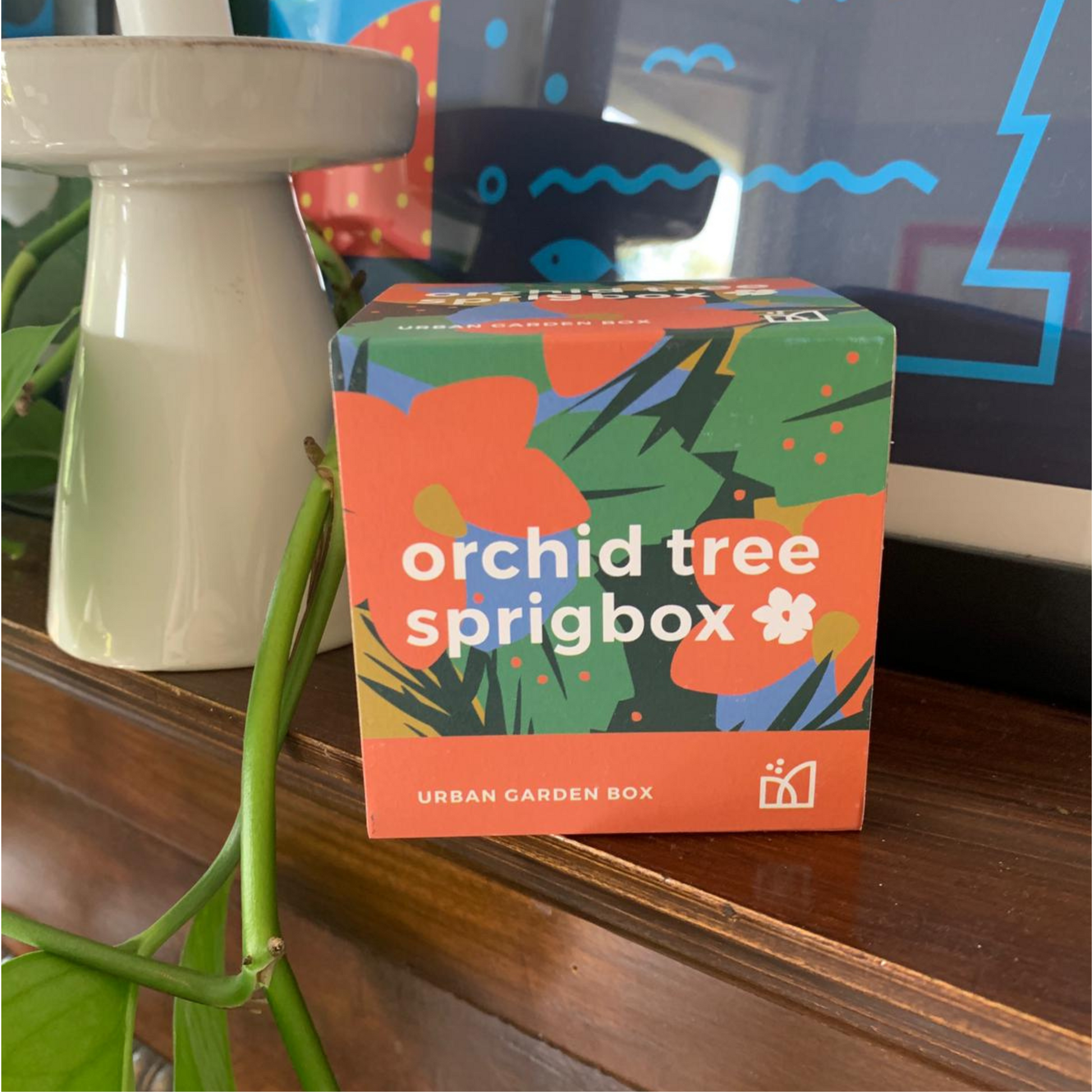 Grow Kit - Orchid Tree - Sprigbox