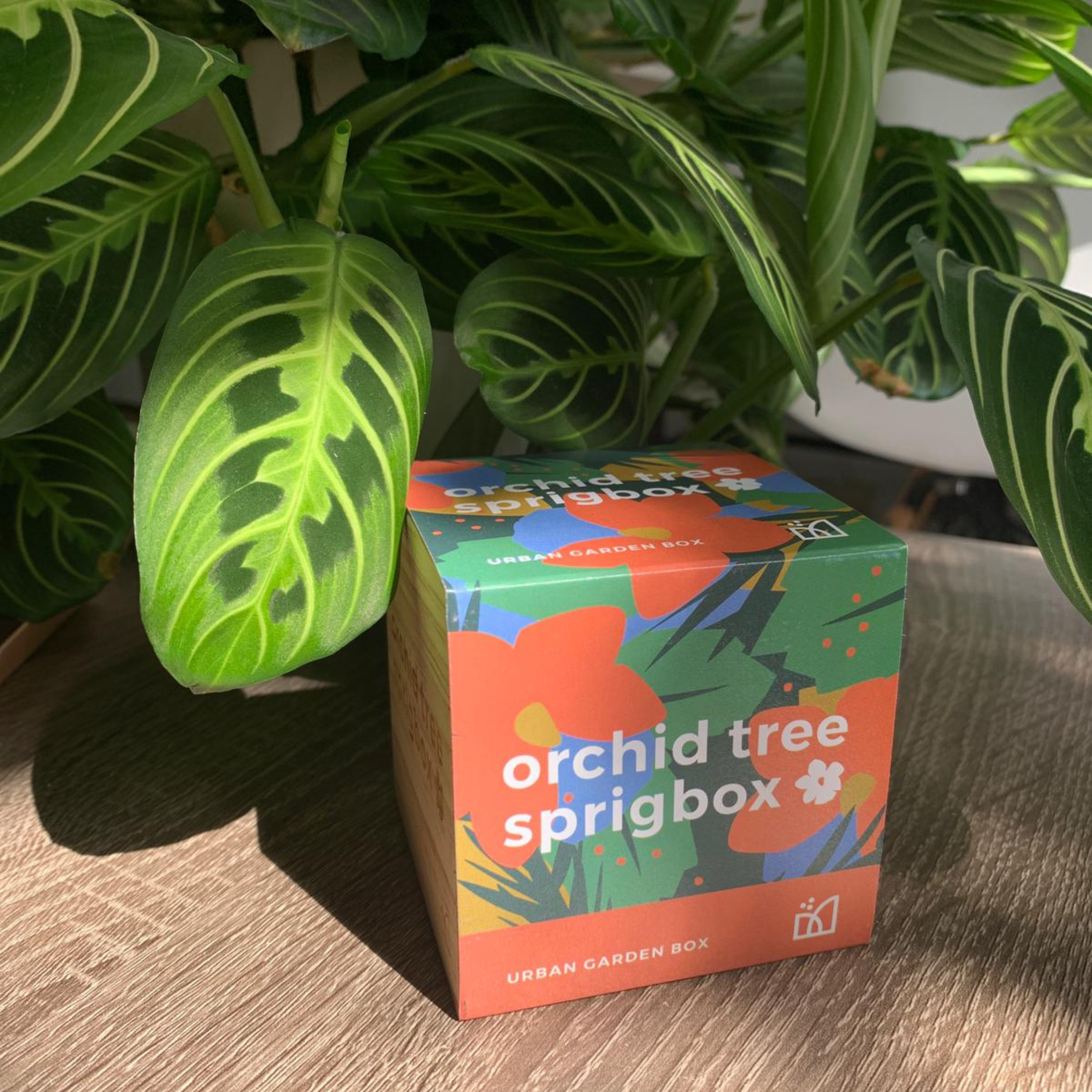 Grow Kit - Orchid Tree - Sprigbox