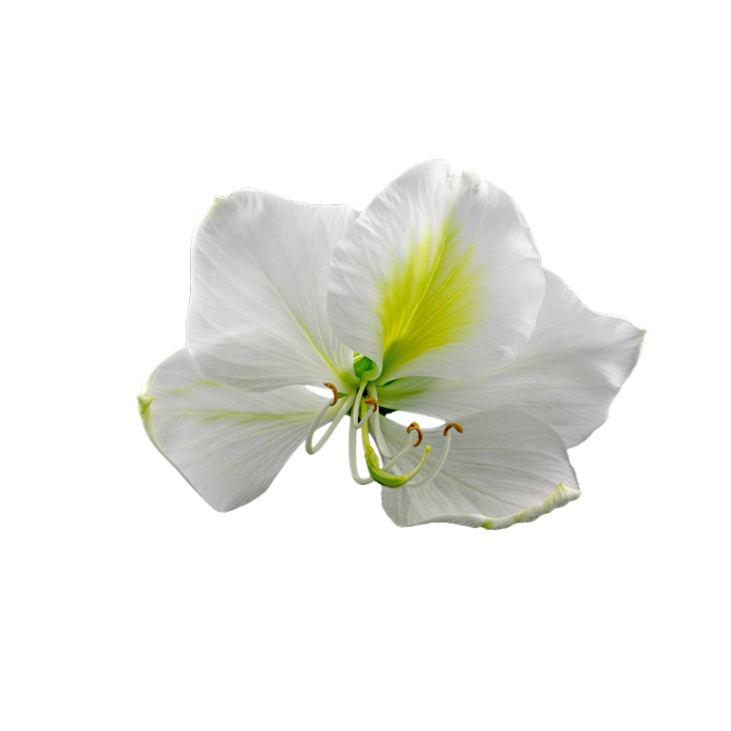 Grow Kit - Orchid Tree - Sprigbox