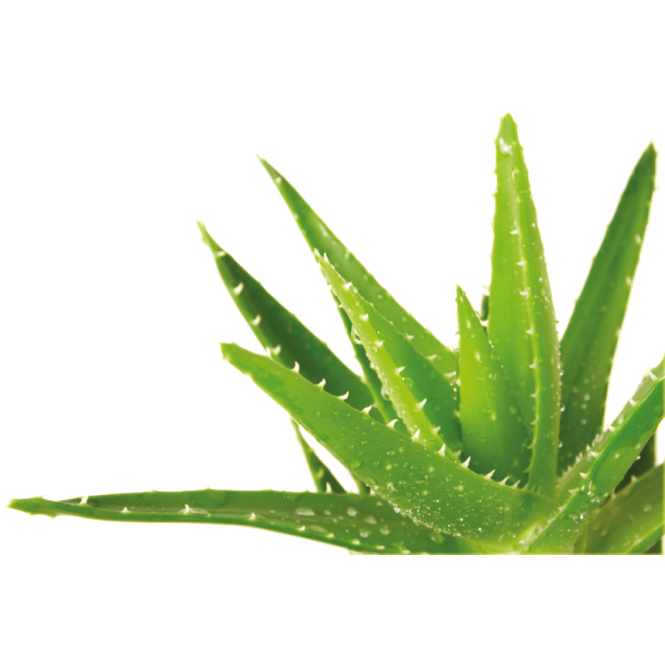 Grow Kit - Aloe Vera - Sprigbox
