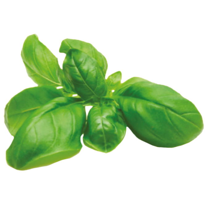 Grow Kit - Basil - Sprigbox