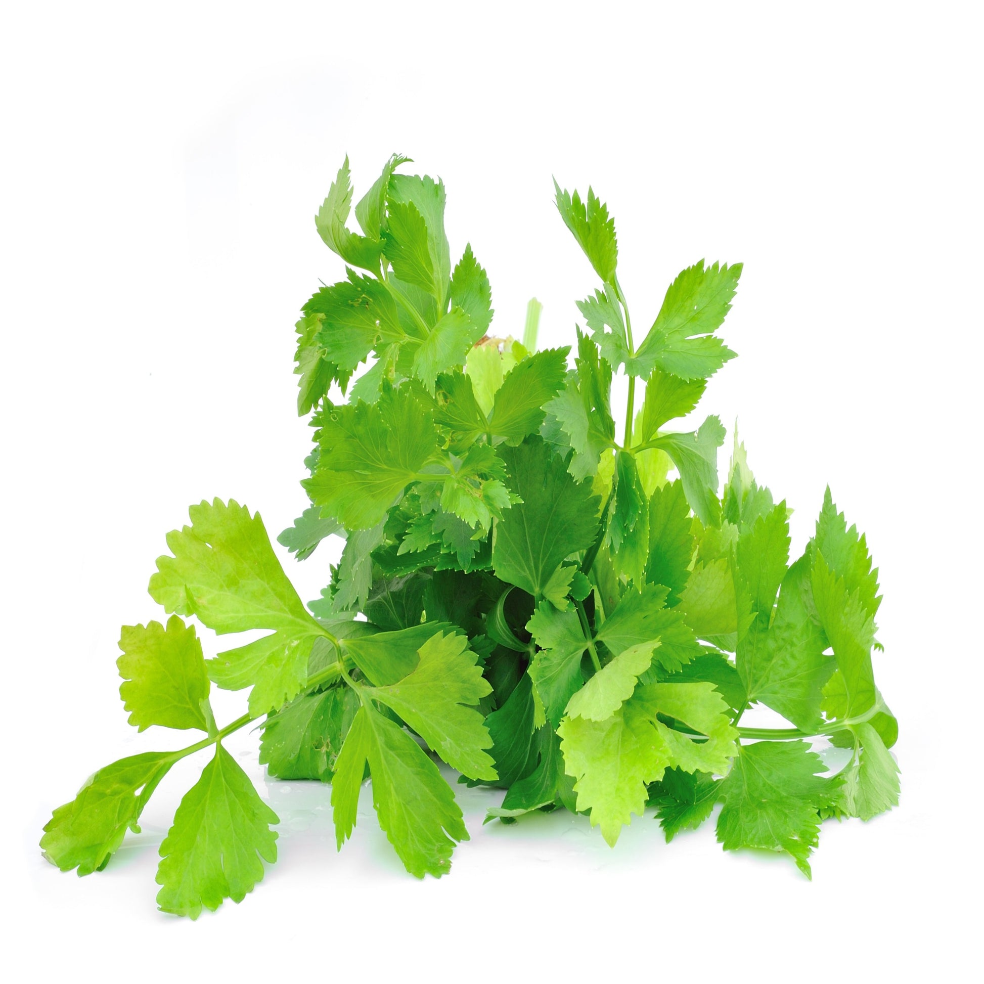 Grow Kit - Cilantro - Sprigbox